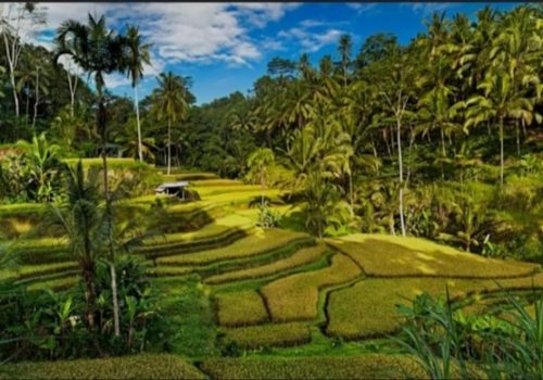 UBUD1